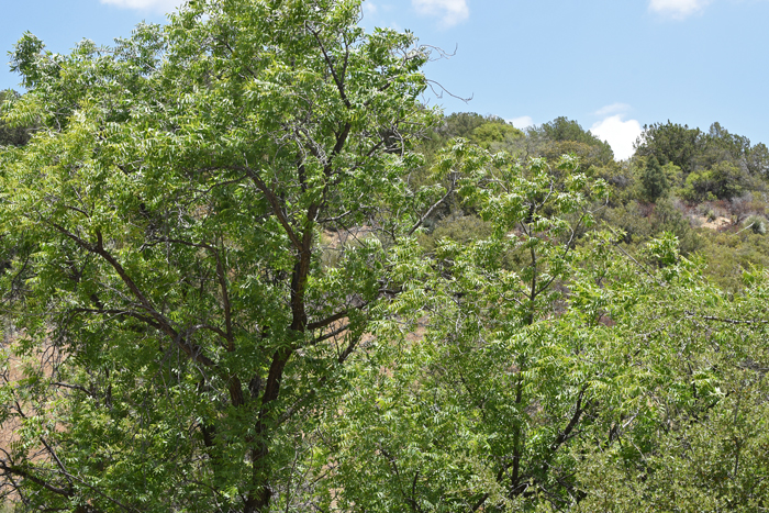 Arizona Walnut, sometimes called Arizona Black Walnut is a medium size tree or a large shrubby looking bush. They can grow up to 50 feet or so, usually less and prefer elevations from 3,500 to 7,000 feet. Juglans major